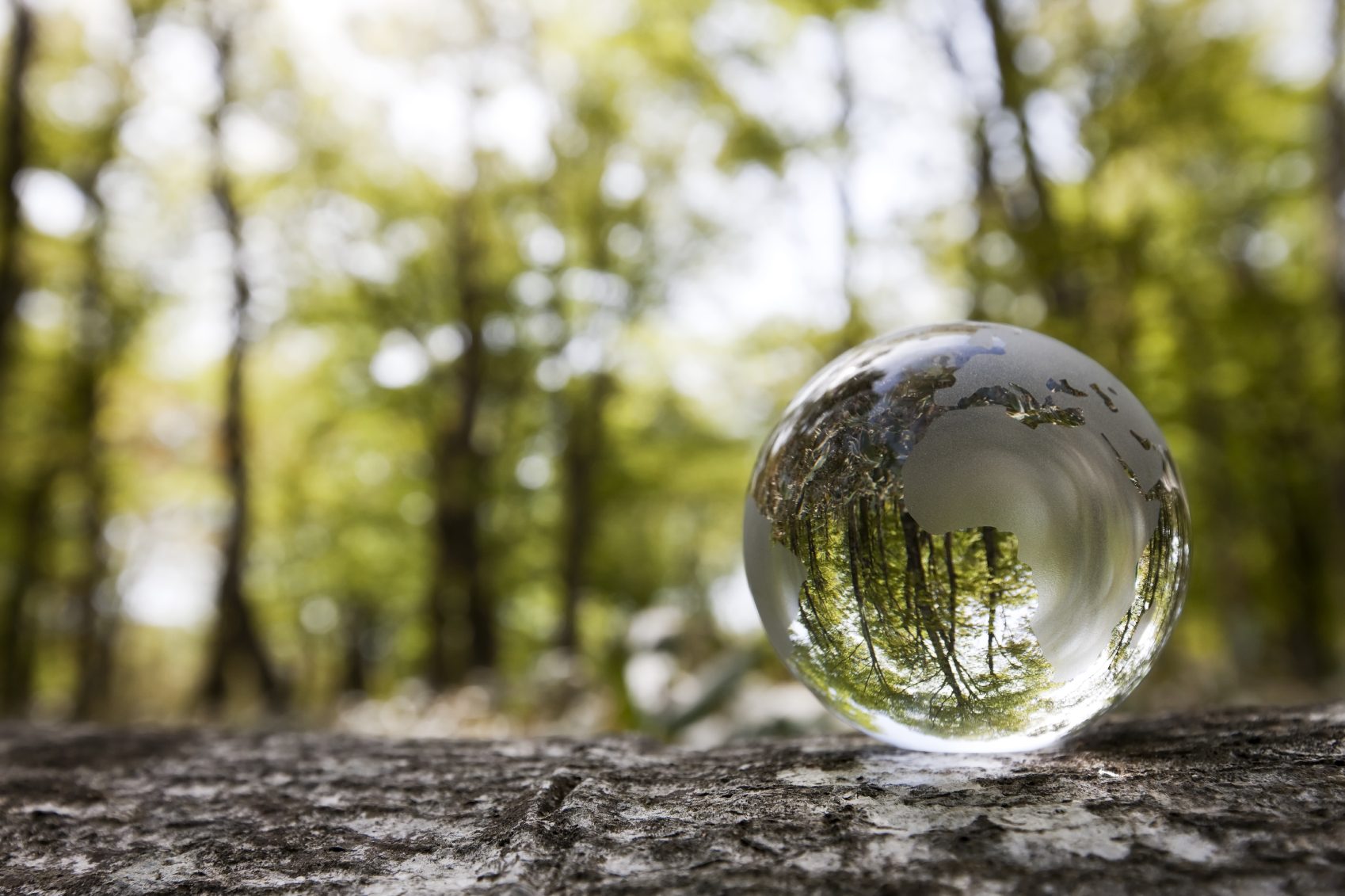 Lifes reflections A glass sphere reflecting trees and greenery in a forest setting.