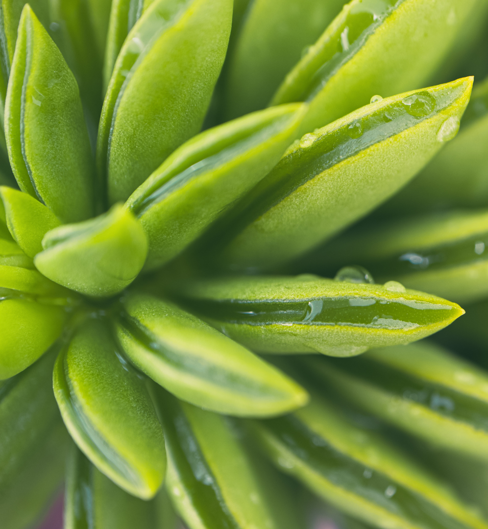 Fresh clarity Close-up of vibrant green succulent leaves with dewdrops.