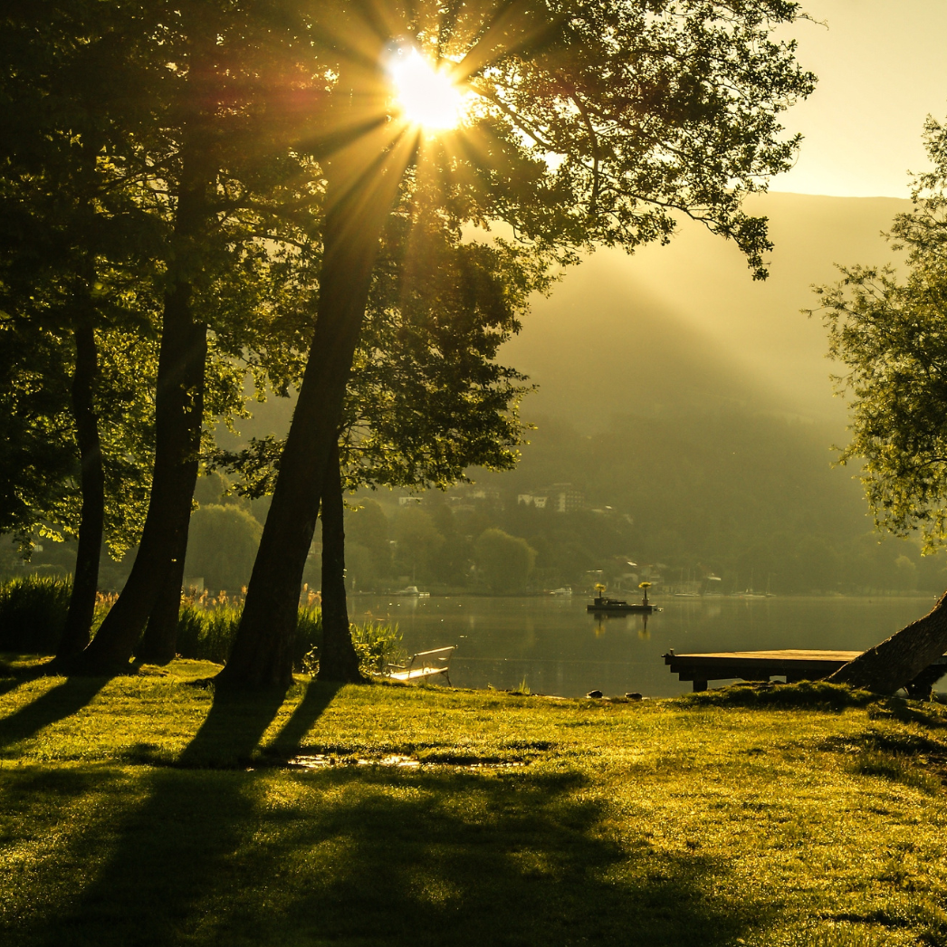 New dawn Sunlight filters through trees beside a serene lake at dawn, casting long shadows.