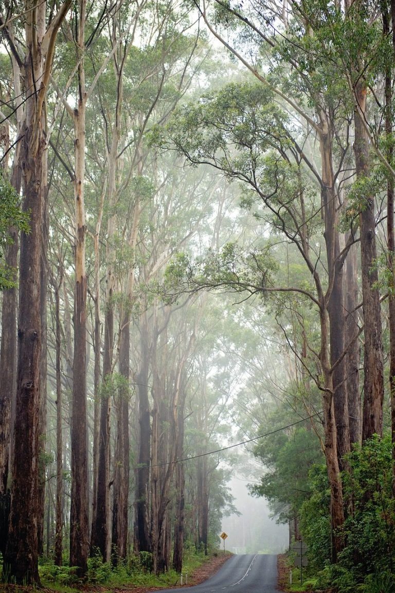 The journey A foggy road lined with tall trees, creating a serene and quiet atmosphere.